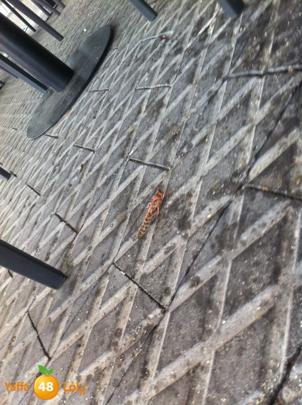 newjaradmina2yafa39 (6).jpg